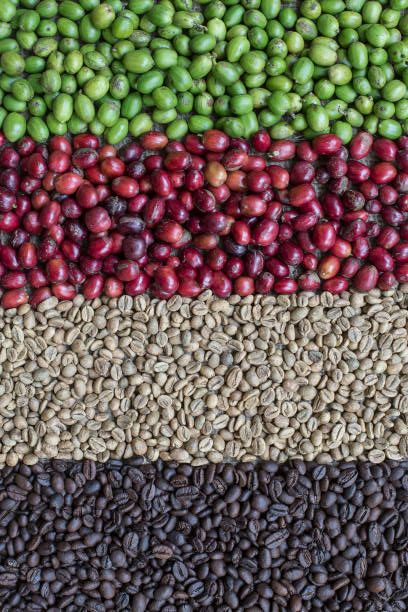Red coffee Berries and Coffee beans